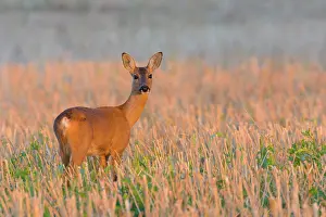 Cervid: Western Roe Deer (Capreolus capreolus) in Morning