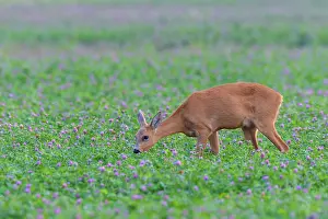 Clover: Western Roe Deer (Capreolus capreolus) in Red clover