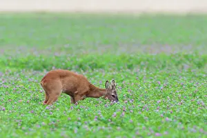 Clover: Western Roe Deer (Capreolus capreolus) in Red clover