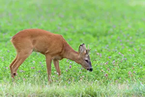 Clover: Western Roe Deer (Capreolus capreolus) in Red clover