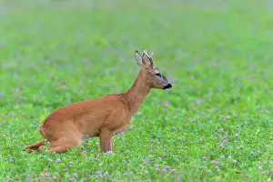 Clover: Western Roe Deer (Capreolus capreolus) in Red clover