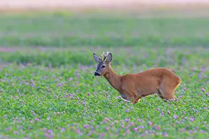Clover: Western Roe Deer (Capreolus capreolus) in Red clover