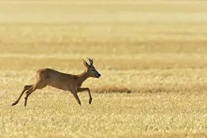 Cervid: Western Roe Deer (Capreolus capreolus), Roebuck