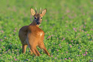 Clover: Western Roe Deer (Capreolus capreolus), Roebuck