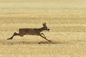 Cervid: Western Roe Deer (Capreolus capreolus) on Stubblefield