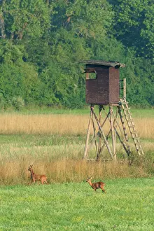 Cervid: Western Roe Deers (Capreolus capreolus) in Front