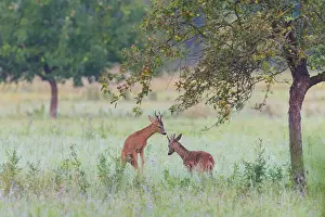 Cervid: Western Roe Deers (Capreolus capreolus) fighting