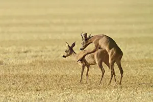 Cervid: Western Roe Deers (Capreolus capreolus), Mating