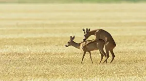 Cervid: Western Roe Deers (Capreolus capreolus), Mating