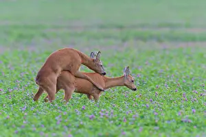 Clover: Western Roe Deers (Capreolus capreolus) in Red clover