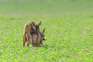 Clover: Western Roe Deers (Capreolus capreolus) in Red clover
