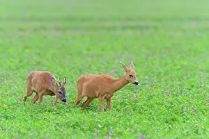 Clover: Western Roe Deers (Capreolus capreolus) in Red clover
