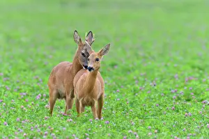 Clover: Western Roe Deers (Capreolus capreolus) in Red clover