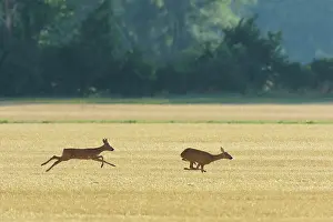 Cervid: Western Roe Deers (Capreolus capreolus), Roebuck