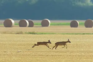 Cervid: Western Roe Deers (Capreolus capreolus), Roebuck