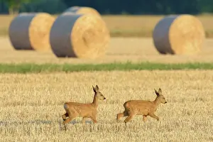 Cervid: Western Roe deers (Capreolus capreolus) on Stubblefield