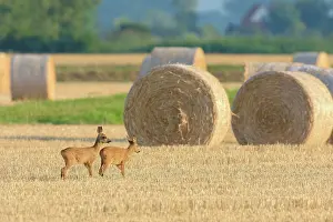 Cervid: Western Roe deers (Capreolus capreolus) on Stubblefield