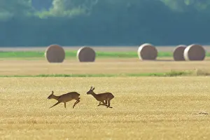 Cervid: Western Roe Deers (Capreolus capreolus) on Stubblefield