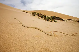 Psammophis: Western Sand Snake - in the dunes of the Namib
