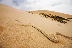 Psammophis: Western Sand Snake - in the dunes of the Namib