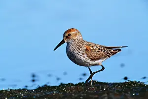 Mauri: WESTERN SANDPIPER