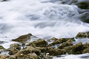 Mauri: Western Sandpiper