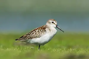 Mauri: Western sandpiper - in August