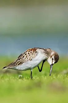 Mauri: Western sandpiper - in August