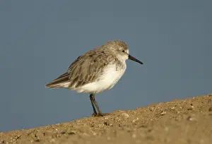 Mauri: Western Sandpiper (Calidris mauri)