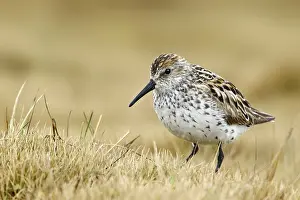 Typical Wader: Western Sandpiper (Calidris mauri), Alaska, USA