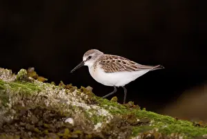 Bladder: Western sandpiper, Calidris mauri, Stanley