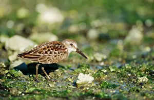 Mauri: Western SANDPIPER - foraging on shore