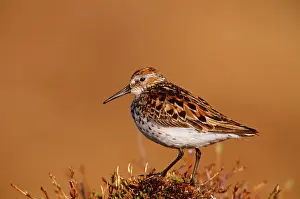 Mauri: Western SANDPIPER - side profile