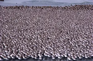 Rests: Western Sandpipers