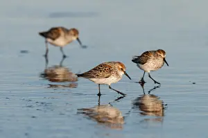 Tideline: Western Sandpipers (Calidris mauri). Breeding plumage