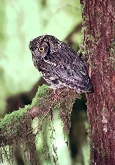 Crepuscular: Western Screech Owl