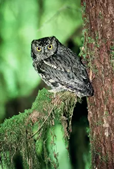 Kennicottii: Western Screech Owl