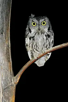 Kennicottii: Western Screech Owl