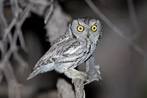 Screech: Western Screech Owl