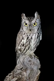 Screech: Western Screech Owl