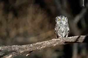 Screech: Western screech owl