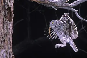 Screech: Western Screech Owl