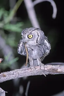 Screech: Western Screech Owl