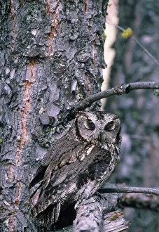 Screech: Western Screech Owl