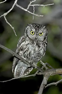Screech: Western Screech Owl