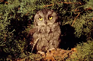 Mary Clay: Western Screech OWL - early morning on juniper limb