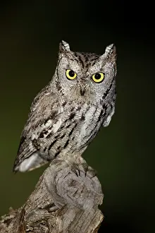Screech: Western Screech Owl - March