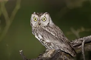 Screech: Western Screech Owl - March