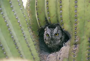 Kennicottii: Western Screech Owl - at nest in Saguaro cactus
