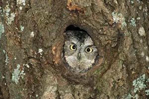 Kennicottii: Western Screech Owl - peering from hole in nest